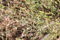 Pterocaulon sphacelatum