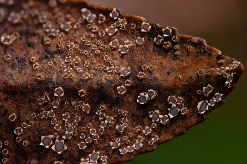 Marthamyces phacidioides
