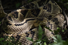 Crotalus culminatus