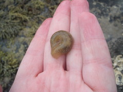 Flabelligera bicolor