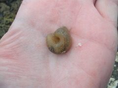 Flabelligera bicolor