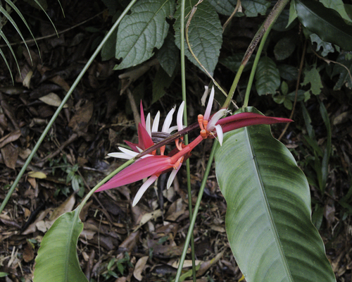 Brazilian heliconia (Heliconia angusta)