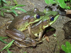 Vaillant's Frog photo 2