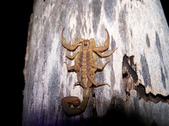 Centruroides balsasensis