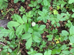 Acaena ovalifolia
