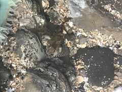 Oligocottus rubellio