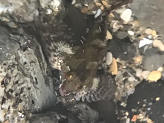 Oligocottus rubellio