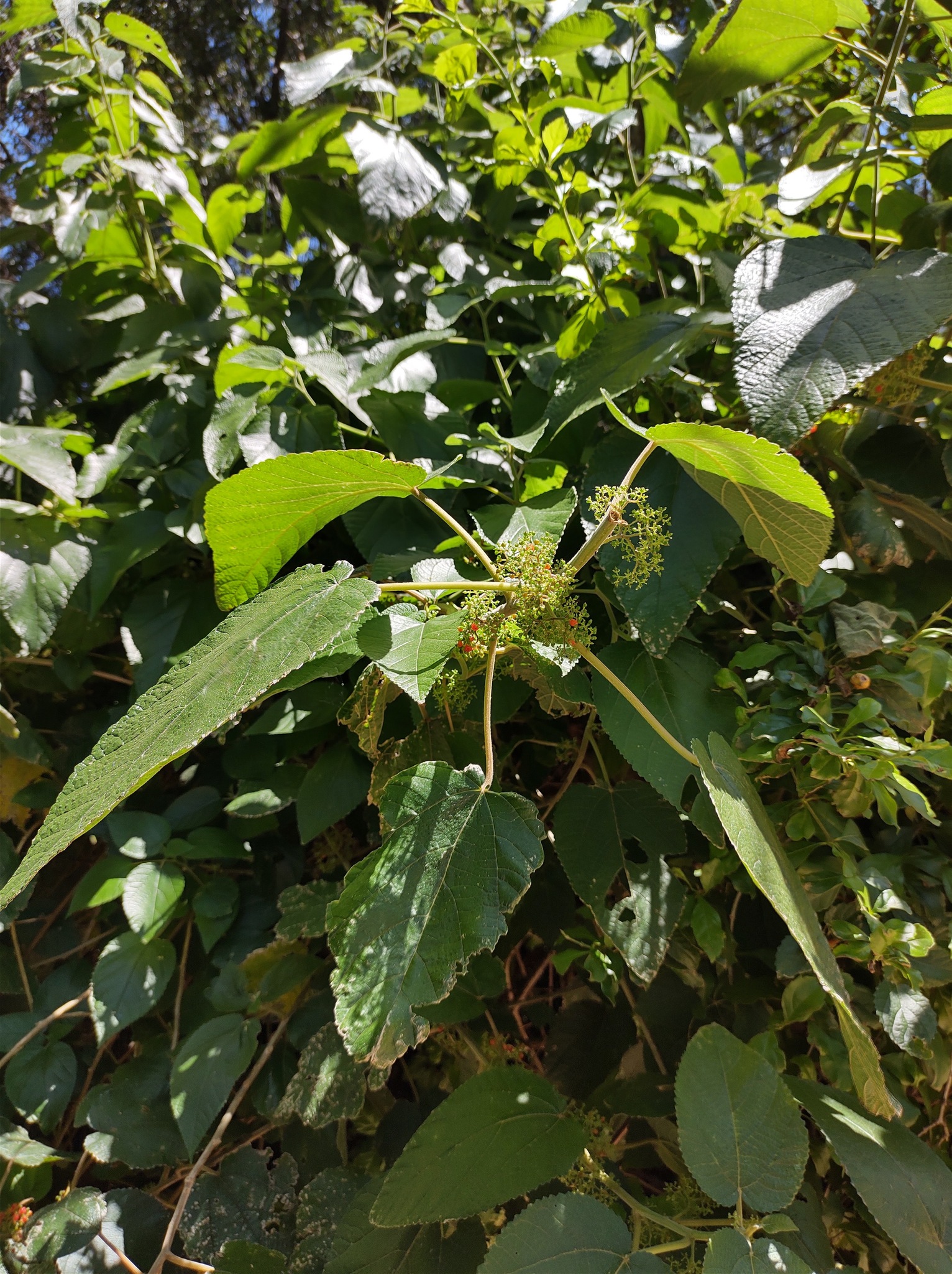 Urera aurantiaca