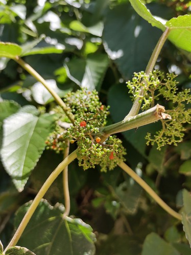 Urera aurantiaca, photograph 5