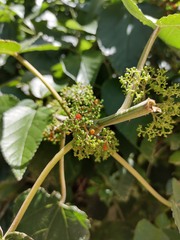 (c) Lucas Carbone, some rights reserved (CC BY) Urera aurantiaca, photograph (c) Lucas Carbone, some rights reserved (CC BY)