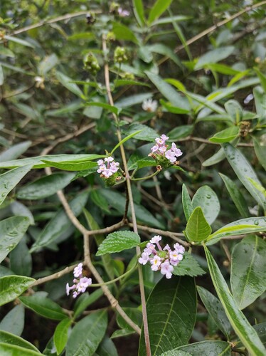 Lantana megapotamica, photograph 4