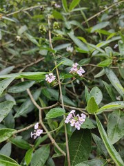 (c) Lucas Carbone, some rights reserved (CC BY) Lantana megapotamica, photograph (c) Lucas Carbone, some rights reserved (CC BY)