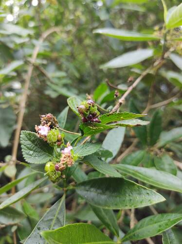 Lantana megapotamica, photograph 5