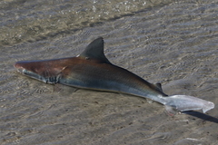 Carcharhinus plumbeus