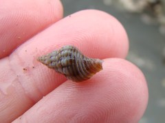 Buccinulum littorinoides