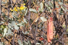 Cassiinae