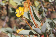 Cassiinae