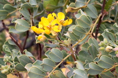 Cassiinae