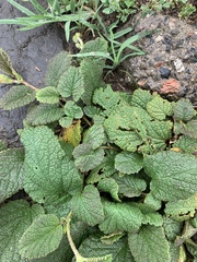 Hermannia geniculata