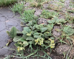 Hermannia geniculata