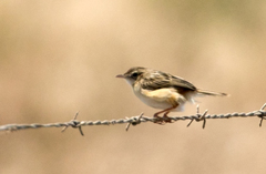 Cisticola textrix