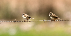Cisticola textrix