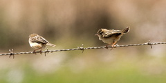 Cisticola textrix
