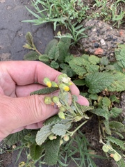 Hermannia geniculata