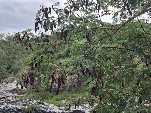 Albizia amara, photograph 6