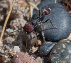 Pogonomyrmex rastratus