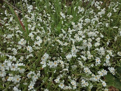 Plagiobothrys chorisianus chorisianus