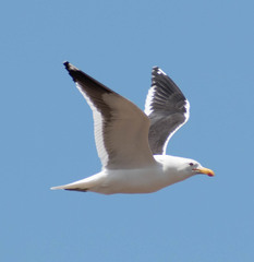 Larus dominicanus