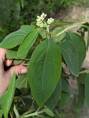 Clibadium surinamense