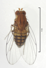 Sciadocera rufomaculata