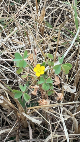 slender yellow woodsorrel