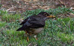 Turdus falcklandii