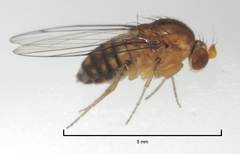 Sciadocera rufomaculata