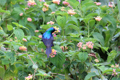 Cinnyris erythrocercus