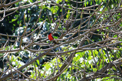 Laniarius erythrogaster