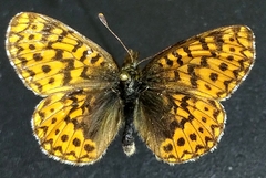 Boloria freija freija