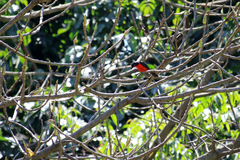 Laniarius erythrogaster