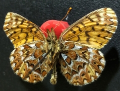 Boloria freija freija