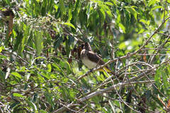 Pycnonotus barbatus