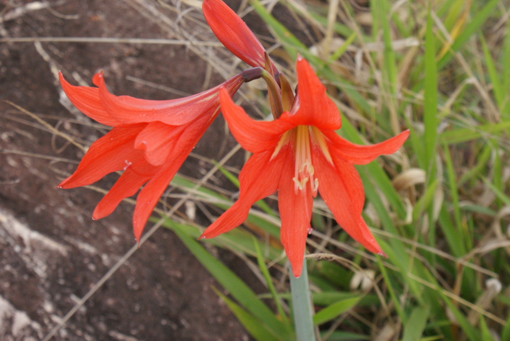 Hippeastrum diniz-cruziae