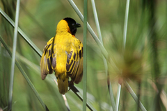 Ploceus melanocephalus