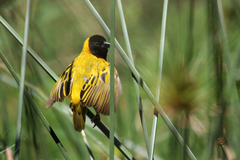Ploceus melanocephalus