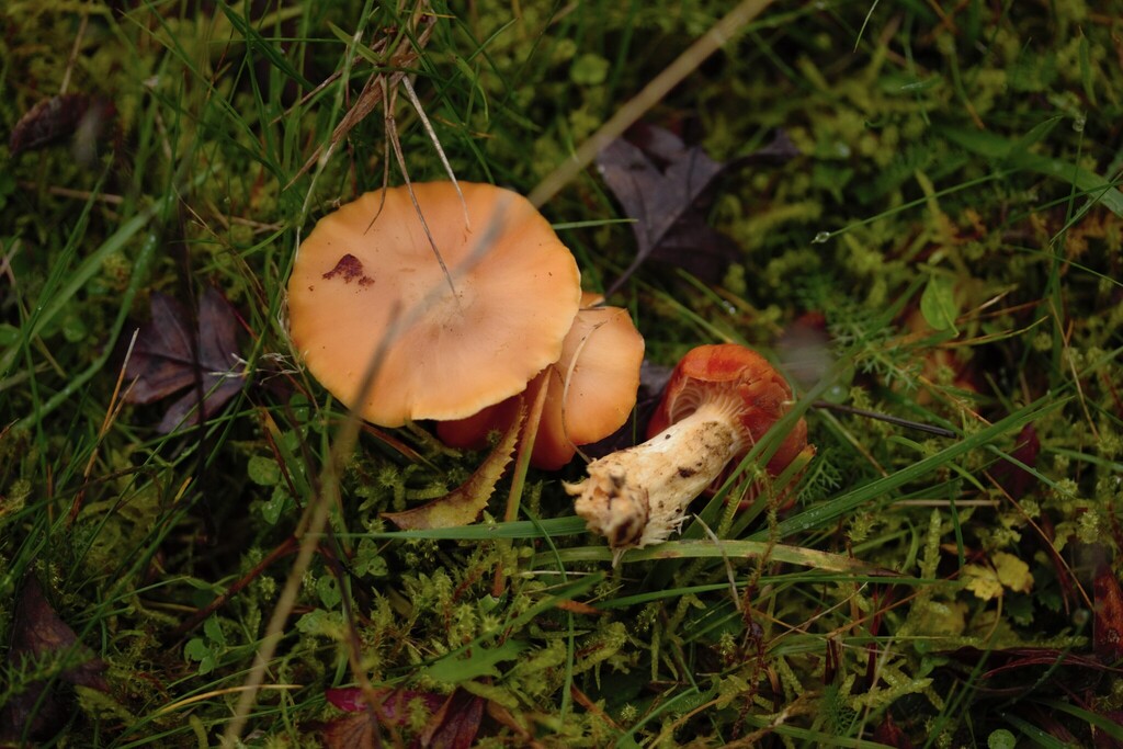 Cuphophyllus pratensis · November 2025 · photo: © stargazerhs (iNaturalist, cc-by)