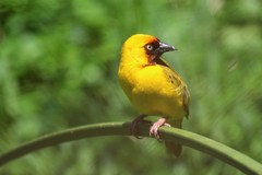 Ploceus castanops