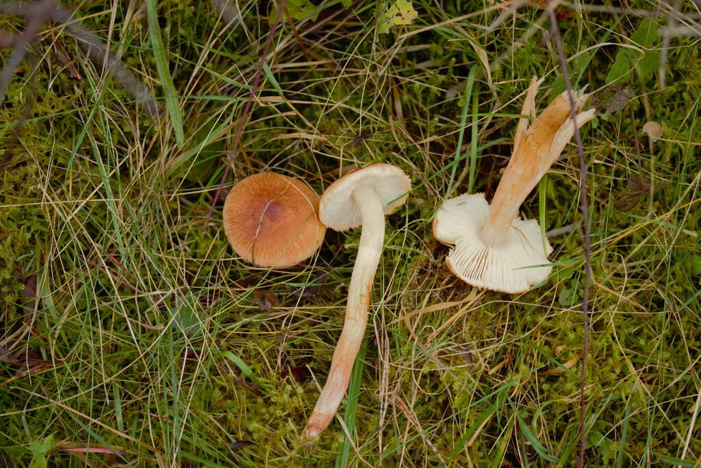 Tricholoma vaccinum · November 2025 · photo: © stargazerhs (iNaturalist, cc-by)