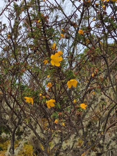 Hypericum goyanesii, photograph 5